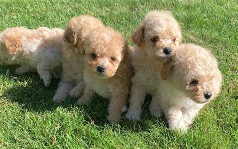 Beautiful Toy Poodle Puppys Ready 31st July In Fetcham Surrey Gumtree