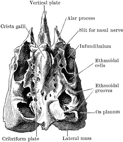 Ethmoid Viewed From Above Clipart Etc