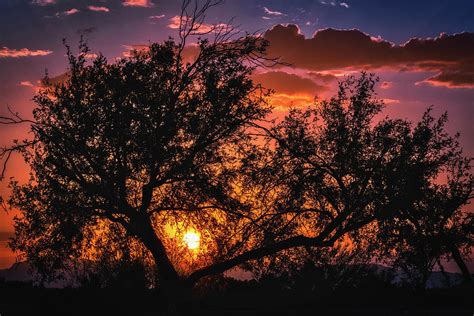 Sunset Through The Trees Photograph By Saija Lehtonen Fine Art America