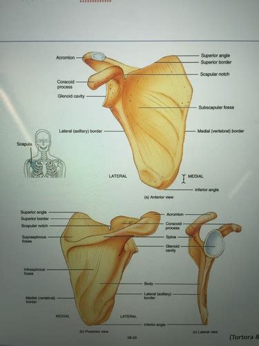 Anatomy Bones Of The Upper Limb Scapula Clavicle Ulna And Radius