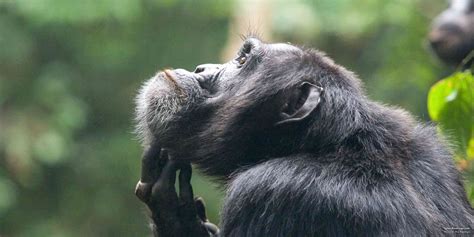 5 Fascinating Facts About The Common Chimpanzee Safaribookings