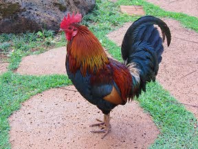 Image result for images wild chickens