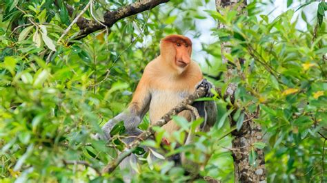 Wildlife Holidays In Malaysia For 202021 Naturetrek