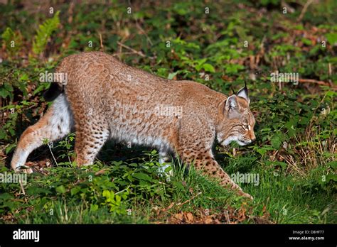 Eurasian Lynx Lynx Lynx Stalking Prey In Forest Stock Photo Alamy