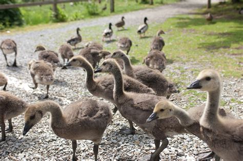 Small Army Of Baby Canada Geese