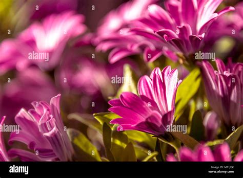 Purple Daisy Flowers Wildflower Hi Res Stock Photography And Images Alamy