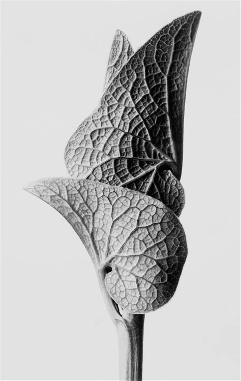 Aristolochia Clematitis Karl Blossfeldt 1928 Karl Blossfeldt Natural