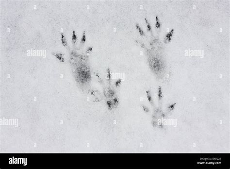 Tracks Of Red Squirrel Sciurus Vulgaris In The Snow N Slovakia Stock