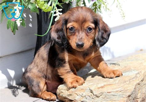 73 Find Miniature Dachshund Puppies Picture Bleumoonproductions