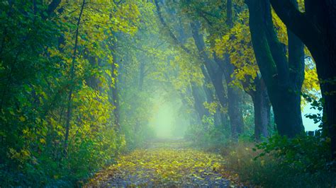 Autumn Foggy Forest 5k Wallpapers Hd Wallpapers Id 25987