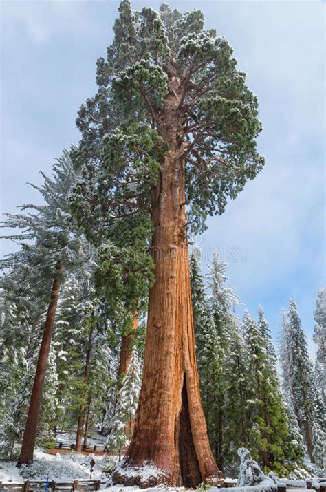 Giant Sequoia Trees In Sequoia National Park Usa Stock Photo Image