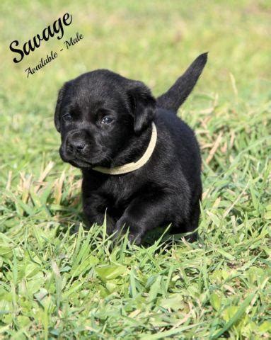 AKC English Black Lab Puppies Champion Hunting Bloodlines ...