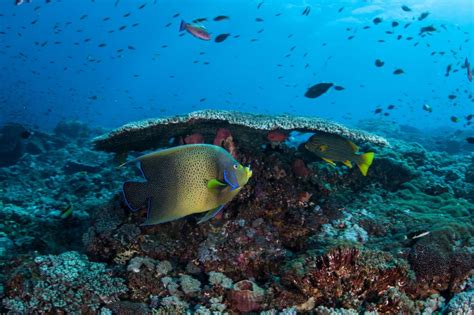 Scuba Diving In Komodo National Park Check Out Best Liveaboards