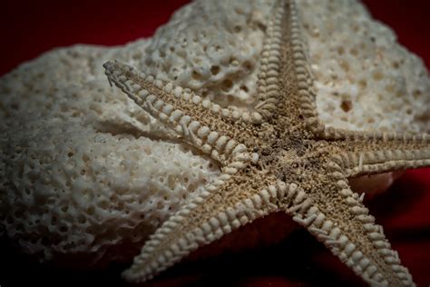 Starfish And Coral Free Stock Photo Public Domain Pictures