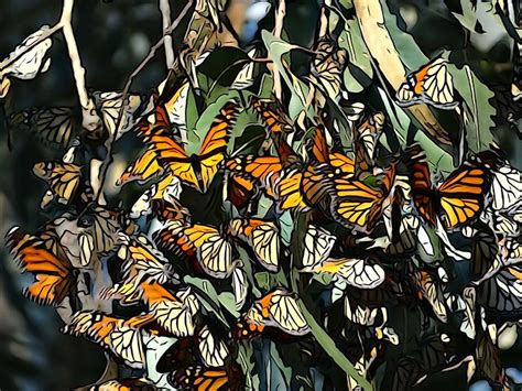 Illustrated Monarchs Butterfly Wallpaper Monarch Butterfly Illustration