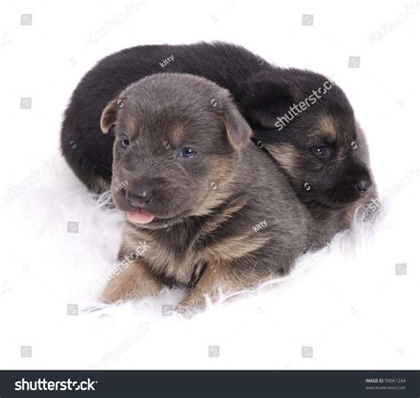How to buy a german shepherd puppy: Three Weeks Old German Shepherd Mix Puppies Stock Photo ...