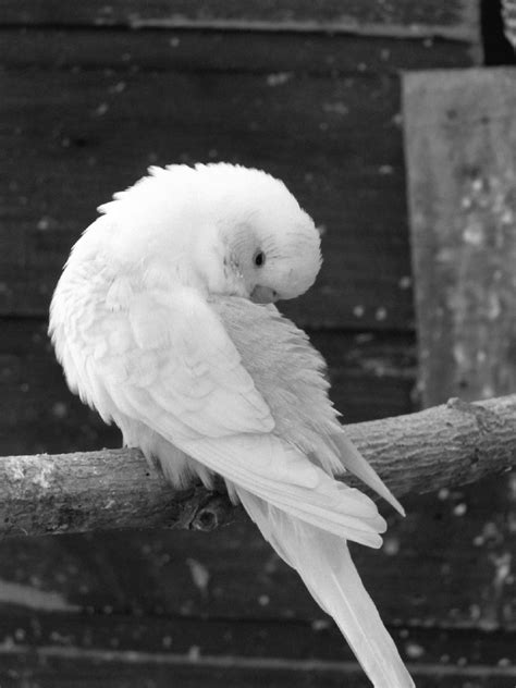 Maybe you would like to learn more about one of these? Free Images : wing, black and white, beak, toilet, blue ...