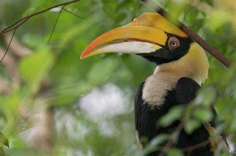 Top 10 Most Rare Rainforest Birds 9 Great Hornbill Buceros Bicornis