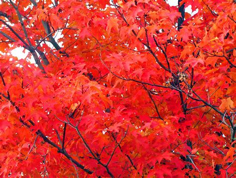 A common feature of pictures set in the autumn. Maple Tree Leaves In Autumn Free Stock Photo - Public ...