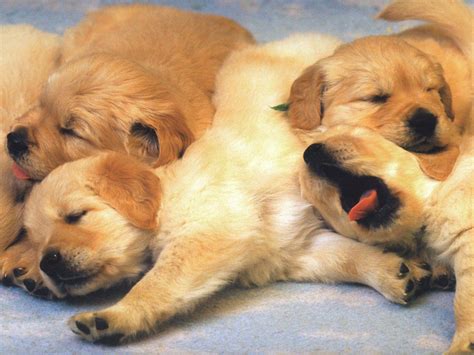 Puppy Wallpapers Free Wallpaper Cave