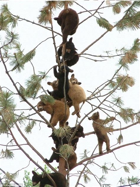 Adorable Bear Cubs With A Head Fur Heights Climb Up A Tree For Fun