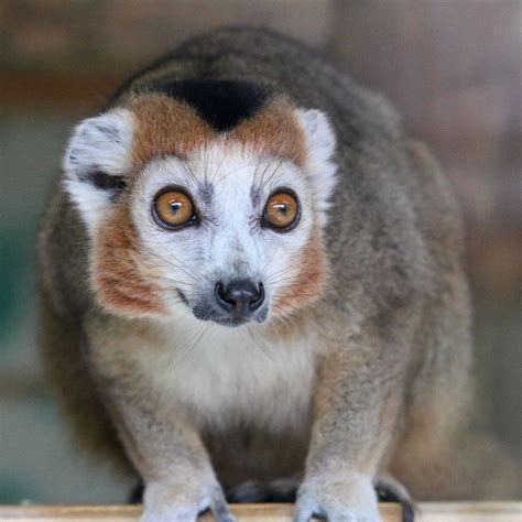 Crowned Lemur