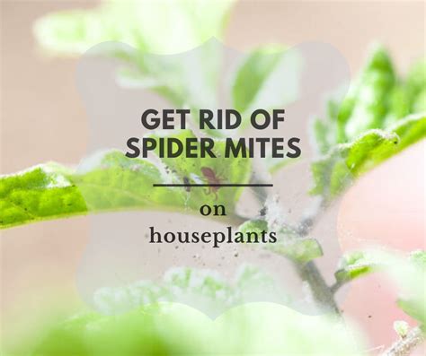 How To Get Rid Of Spider Mites On Houseplants Gardenologist