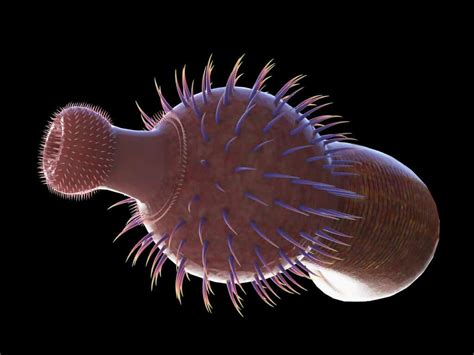 Discover 5 Incredible Cambrian Period Animals A Z Animals