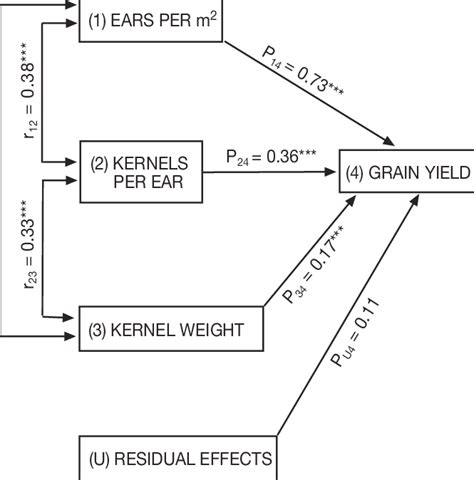 Path Diagram Showing The Relationships Between Grain Yield And Yield