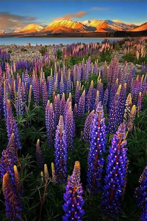 Lupine Fields In Southern Alps Of New Zealand Beautiful Nature