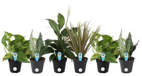 Costa Farms Clean Air O2 For You Live House Plant Collection 6 Pack Choice Assorted 4 Inch In