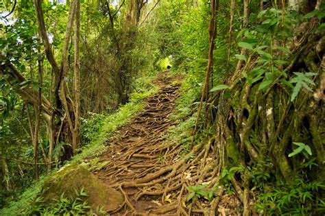 Makiki Arboretum Trail Make Your Way Through Round Top Forest Reserve