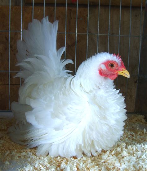 Japanese Bantam For Sale Chickens Breed Information Omlet