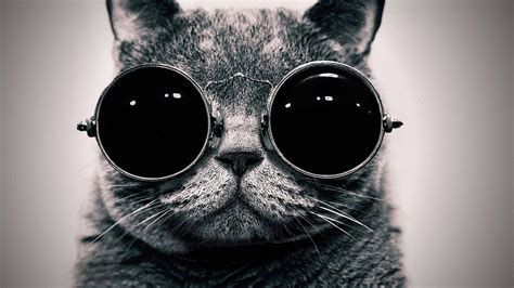 Wallpaper Sunglasses Glasses Nose Whiskers Black Cat Eye