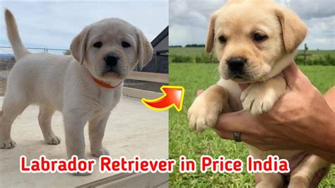 Labrador Retriever In Price India Me Full Information Low Price