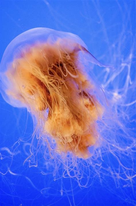 Do Lion S Mane Jellyfish Sting American Oceans