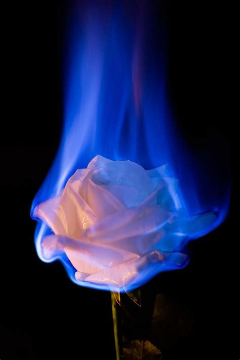 Fire Flowers White Rose By End3avour On 500px Flower