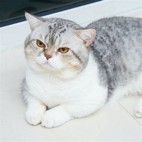 British Shorthair Cat Breed Profile Litter Robot
