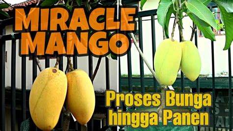Amazing How To Grow Mango On Containner Tabulampot Mangga Chokanan