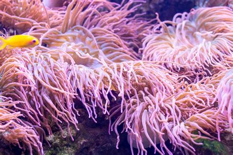 Bright Underwater Marine Pink Anemones As A Part Of A Coral Reef