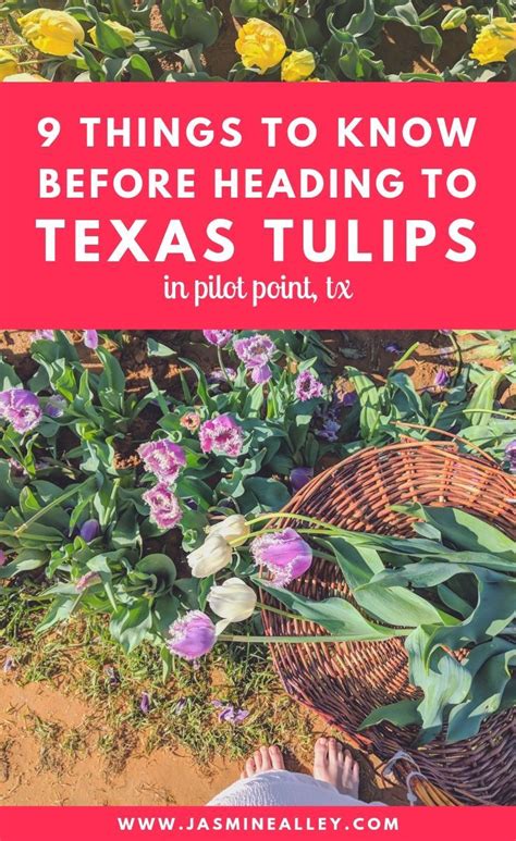 Your 2024 Guide To Texas Tulips In Pilot Point And Photo Inspiration