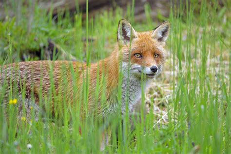 Wallpaper Fox Glance Animal Grass Wildlife Hd Widescreen High