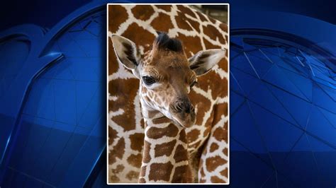 Giraffe Calf Born At Dallas Zoo Nbc 5 Dallas Fort Worth