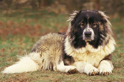 mountain dog breeds  love  outdoors readers digest