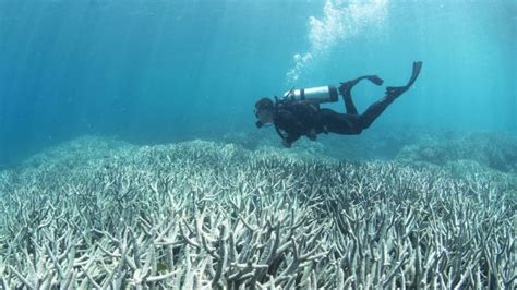 Great Barrier Reef Suffering From Complete Ecosystem Collapse Green