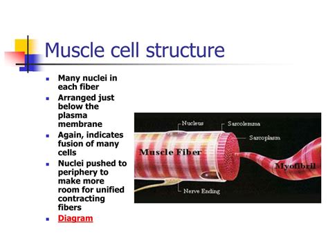Muscle Cell Structure And Function