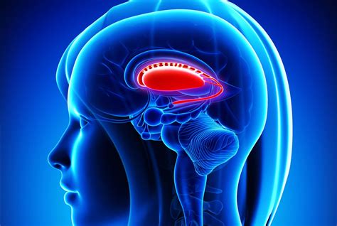 Basal Ganglia Function And Location