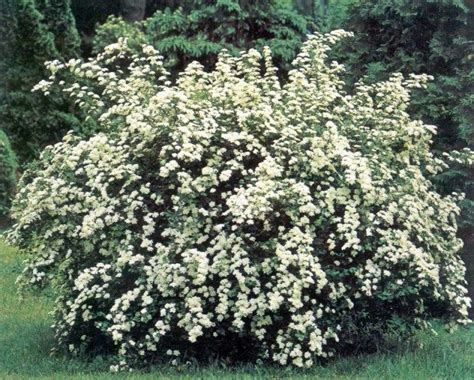 134vanhouttespireaplants White Flowering Shrubs Trees And Shrubs