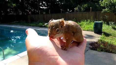Baby Red Squirrel Lost His Mother Youtube