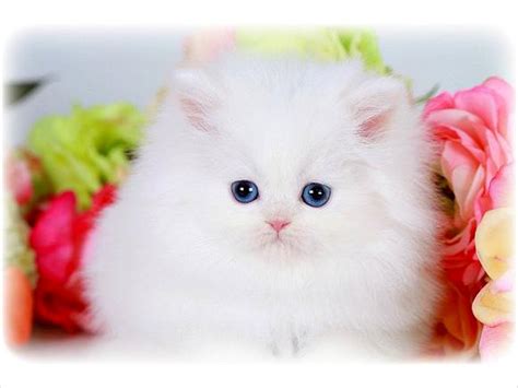 Teacup Persian Biological Science Picture Directory